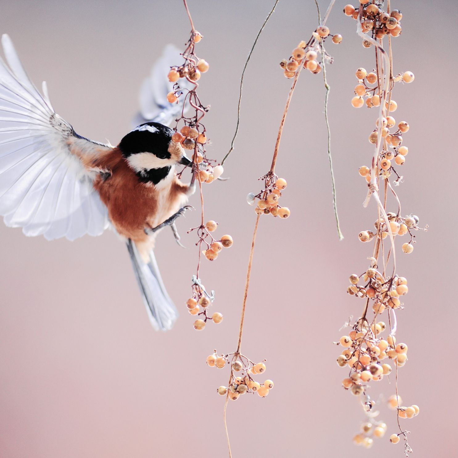Der Gesang der Vögel: Naturgeräusche zum Abbau von Stress und Ängsten
